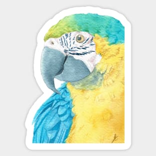 blue and gold macaw - watercolor parrot portrait Sticker